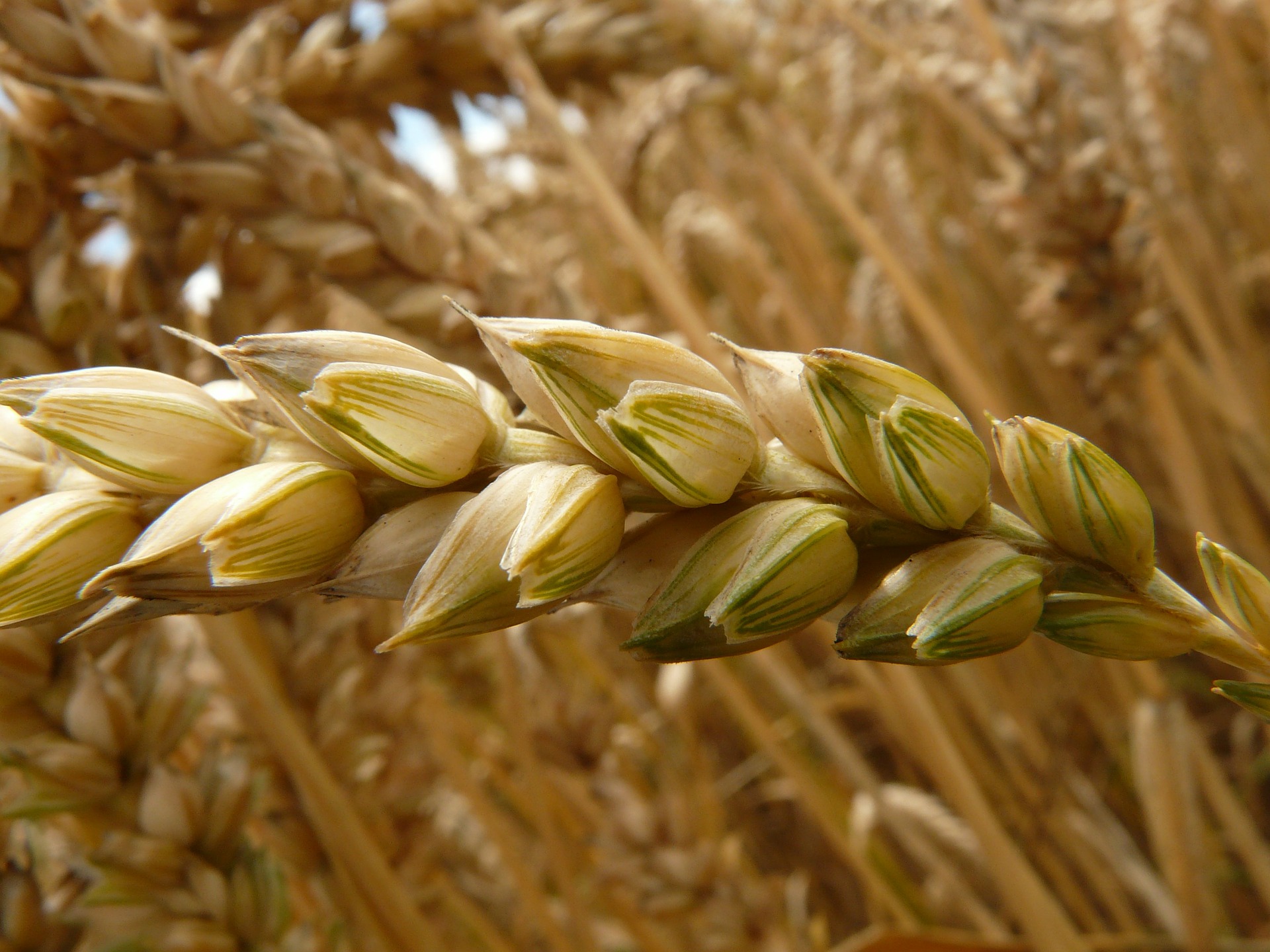 Минсельхоз США сохранил прогноз экспорта российской пшеницы