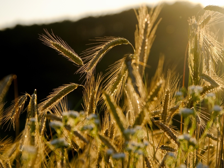 В этом году урожай зерна может снизиться