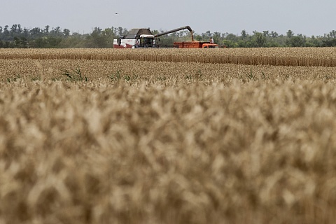 Операционная маржинальность по пшенице в этом году снизилась в 1,5 раза