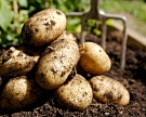 Польша может возобновить поставки картофеля в Россию