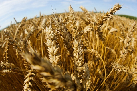 Минсельхоз рассчитывает увеличить производство твердой пшеницы