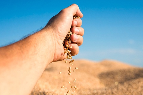Россельхозцентр: около 50% пшеницы соответствует 4-му классу