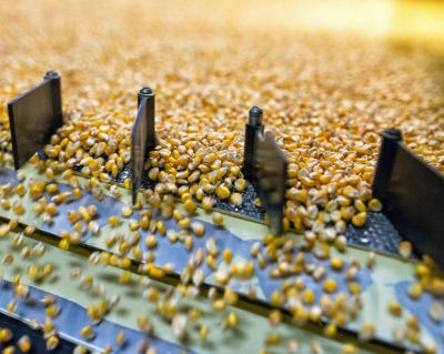 «Монсанто» планирует утроить производство семян гибридов кукурузы в России в 2016 году