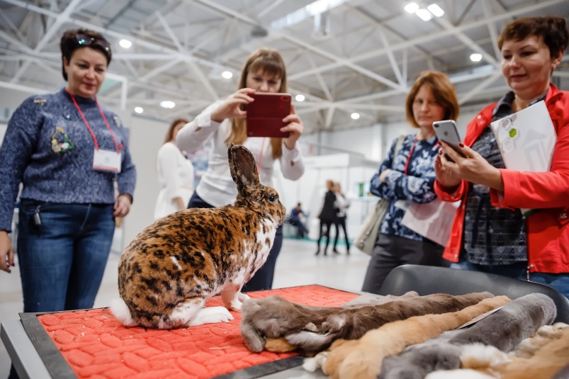 Конкурс кроликов и породной птицы на выставке «МинводыАГРО-2022»