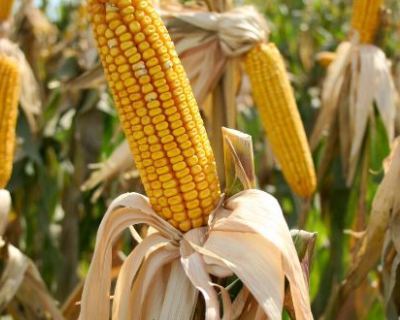 Рынок кукурузы за неделю снизился на 2,6%