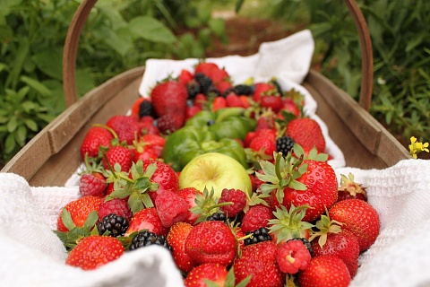 Производство плодово-ягодной продукции в России превысило 1,5 млн тонн