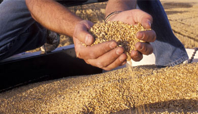 Мировые цены на пшеницу снизятся к концу года