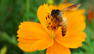 Красноярский край готовит программу поддержки пчеловодства