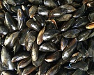 «Русская аквакультура» займется выращиванием мидий в Баренцевом море