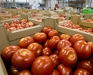 Импорт турецких томатов может возобновиться в октябре