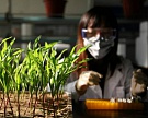 DuPont намерена продавать в России 10% своих семян