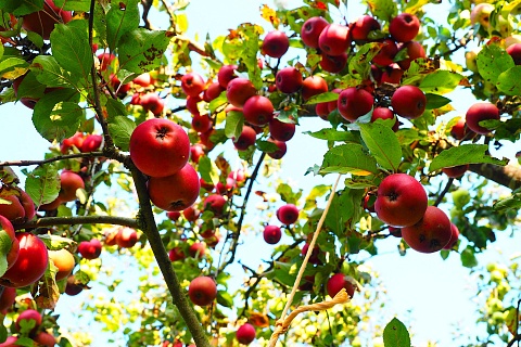 Участница списка Forbes занялась производством органических яблок