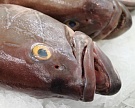 Рыбоводческим предприятиям могут вернуть субсидии