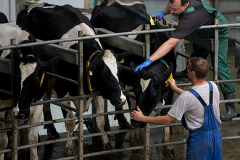 В России существенно замедлился рост производства молока