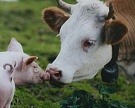 «Мираторг» планирует начать экспорт говядины уже в 2015 году