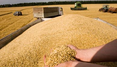 Цены на зерно продолжают расти