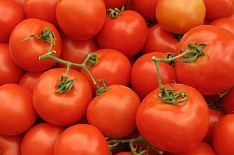В 2017 году импорт томатов вырос на 11%