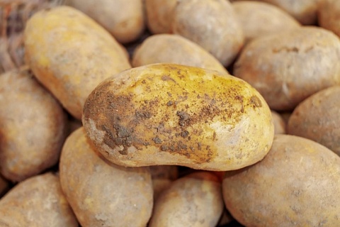 Производство картофеля в товарном секторе нужно увеличить до 11 млн тонн