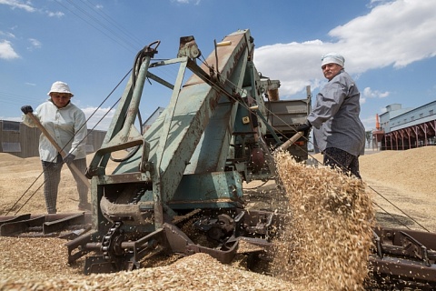Цены на российскую пшеницу за неделю выросли на $7,5