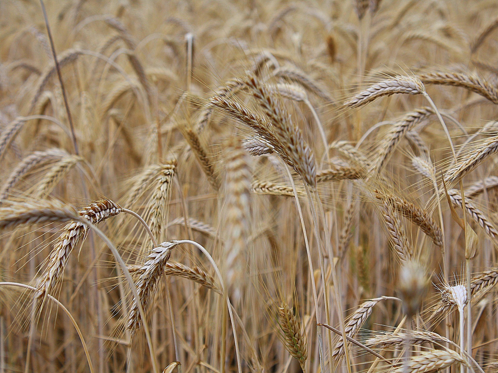 Росимущество выставило на торги «Родные поля»