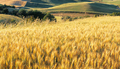 USDA повысил прогноз сбора пшеницы до 59 млн т