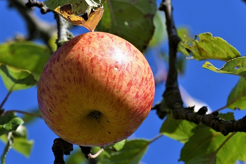 Производство яблок продолжит расти