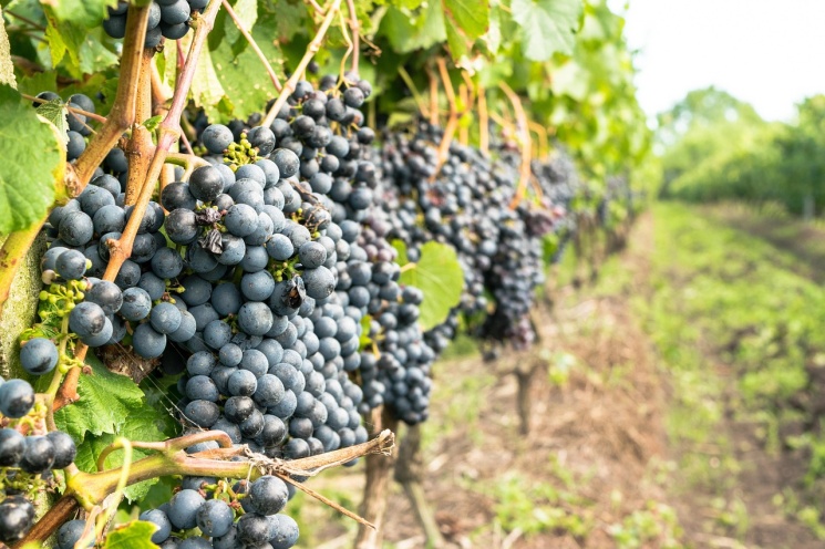 Минсельхоз сохранит поддержку виноградарства и виноделия