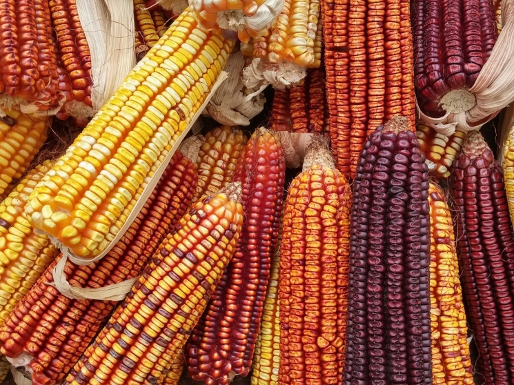 Кукурузный подъём. Экспертный анализ российского рынка кукурузы