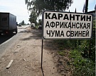 Африканская чума свиней распространилась на Тамбовскую область