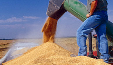 Запасы зерна сократились на 22%