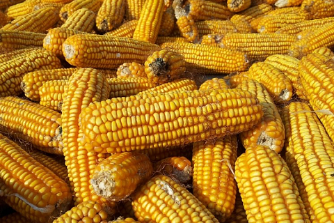 Квота на экспорт зерна в 2026 году может составить 20 млн тонн