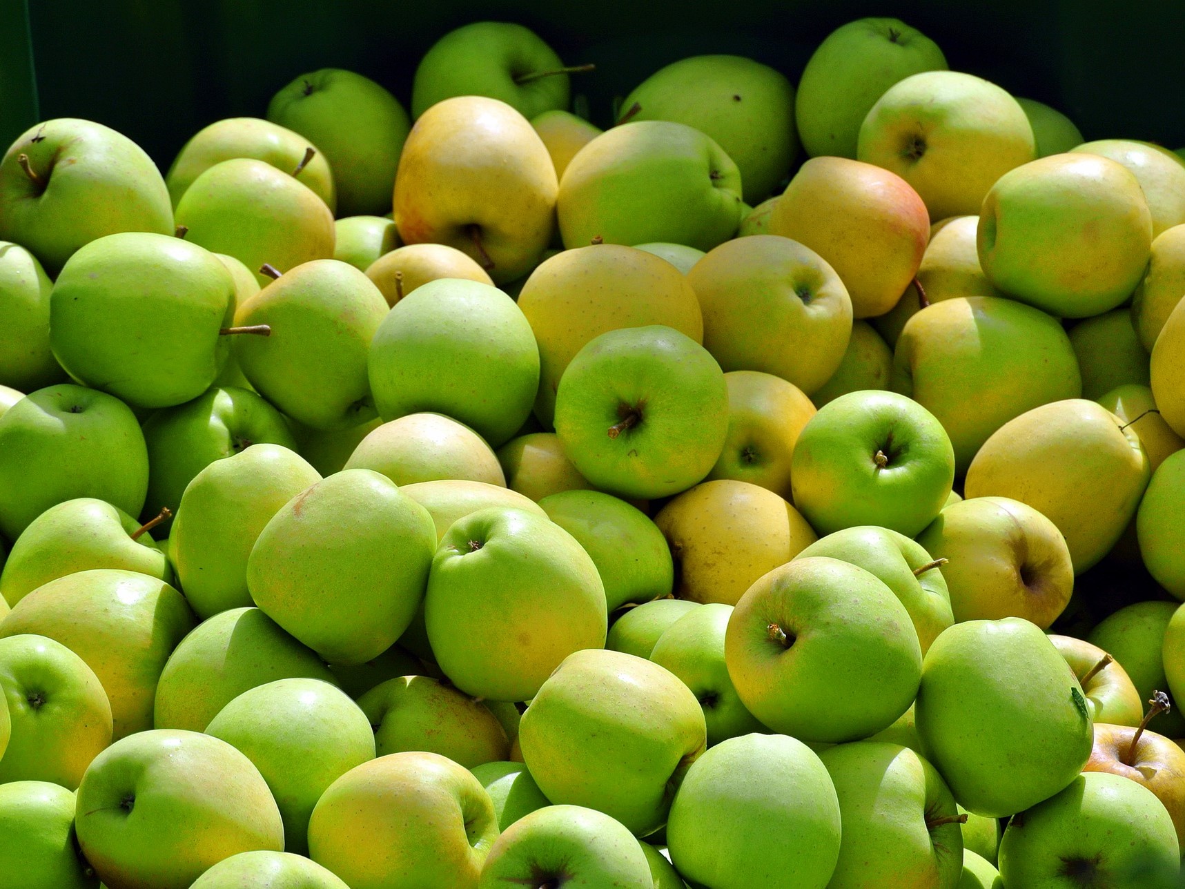 Урожай яблок в этом году может быть рекордным