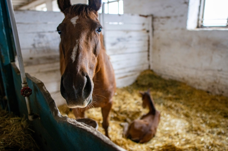 Конный завод «Восход»