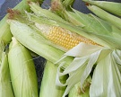 Кукуруза станет товаром номер два на зерновом рынке
