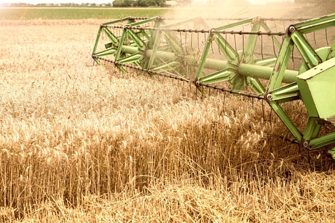 Себестоимость производства зерновых может вырасти до 50%