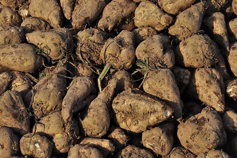 Уборка сахарной свеклы идет опережающими темпами