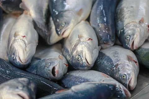 К 2030 году миру дополнительно понадобится 40 млн тонн рыбы