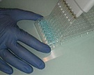В Татарстане разработали вакцину против бруцеллёза