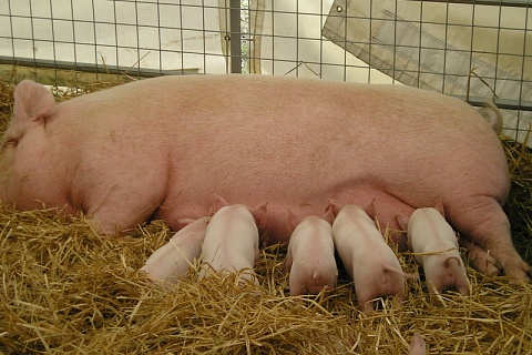 «Таврос» начал оценивать генетический потенциал свиней