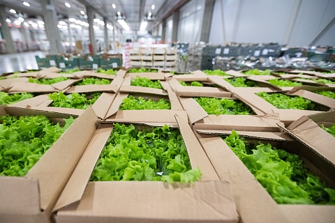 «Экосалат» планирует окупить проект переработки и хранения овощей в 2028 году