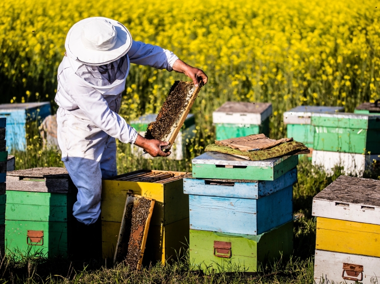 Не медовый год для пчеловодов. Производство меда становится все менее доходным