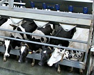 Надои «Грайворонской молочной компании» достигли 19,8 тысяч тонн