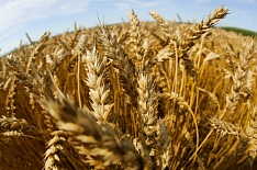 Урожай пшеницы 3-го класса вырос на 5 млн тонн