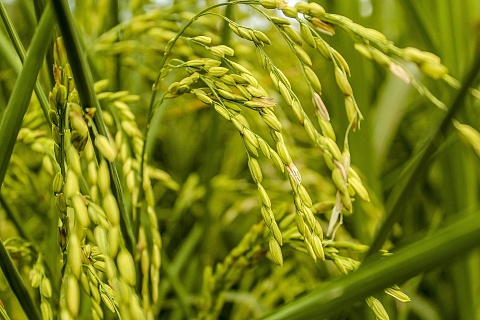В 2022 году Кубань планирует увеличить посевы риса