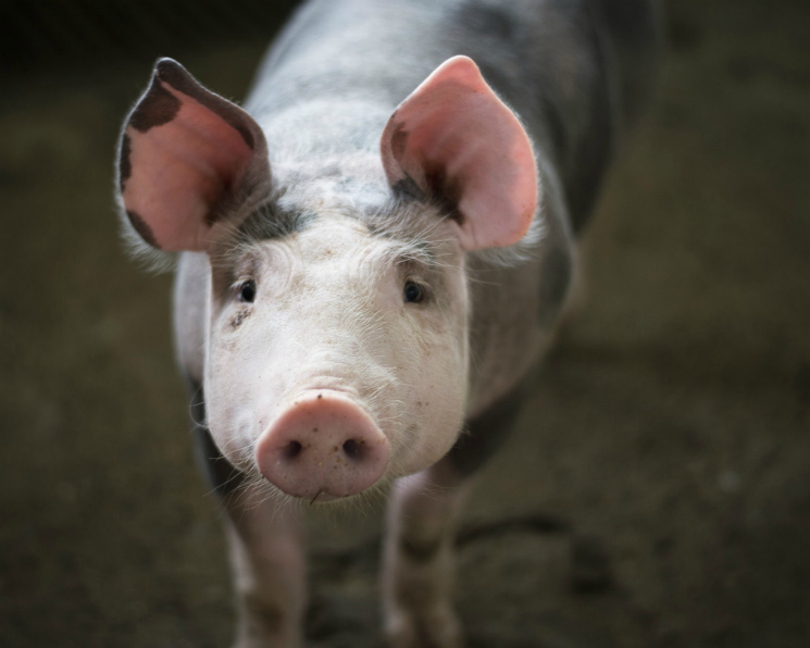 В России изобрели вакцину для защиты от африканской чумы свиней