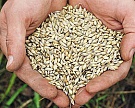 Рост цен на зерно сильно влияет на инфляцию