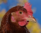 «БЭЗРК-Белгранкорм» закрыл проект по выращиванию утки