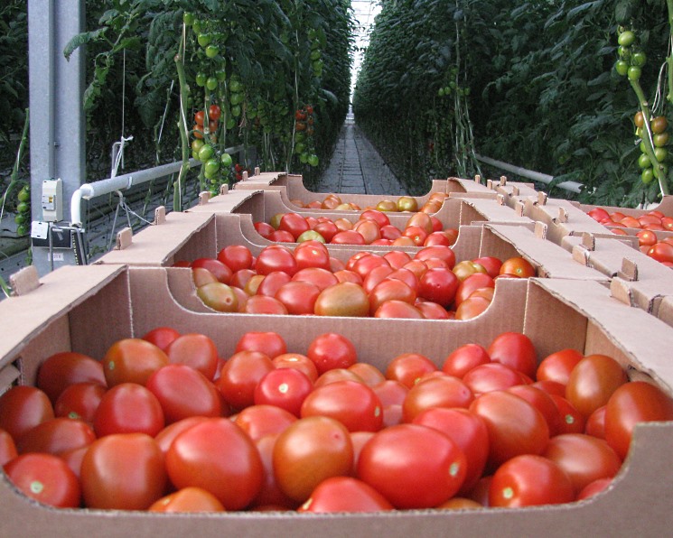 ИКАР: санкции ставят под вопрос дальнейший рост производства томатов