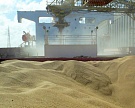 Российская пшеница проиграла египетский тендер