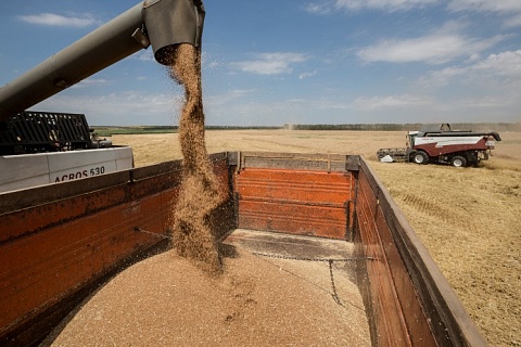 Экспортные цены на пшеницу снова увеличились